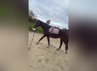 Westfale, Wallach, 18 Jahre, 168 cm, Dunkelbrauner