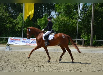 Westfale, Wallach, 18 Jahre, 174 cm, Fuchs