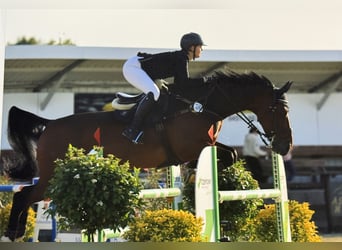 Westfale, Wallach, 18 Jahre, 176 cm, Brauner
