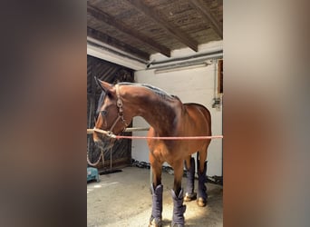 Westfale, Wallach, 18 Jahre, 176 cm, Brauner