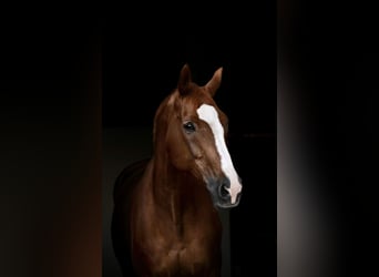 Westfale, Wallach, 18 Jahre, 183 cm, Fuchs