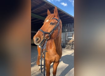 Westfale, Wallach, 18 Jahre