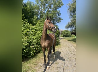 Westfale, Wallach, 19 Jahre, 170 cm, Dunkelbrauner