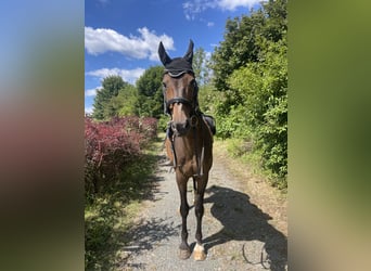 Westfale, Wallach, 19 Jahre, 170 cm, Dunkelbrauner