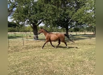 Westfale, Wallach, 19 Jahre, 172 cm, Brauner