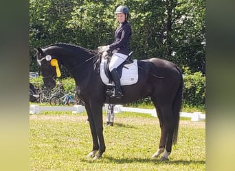 Westfale, Wallach, 19 Jahre, 176 cm, Rappe