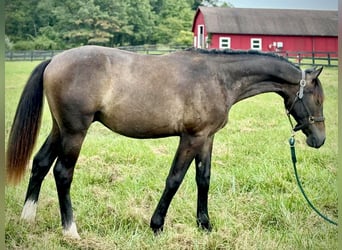 Westfale, Wallach, 1 Jahr, 168 cm, Schimmel