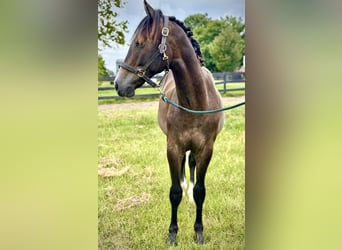 Westfale, Wallach, 1 Jahr, 168 cm, Schimmel