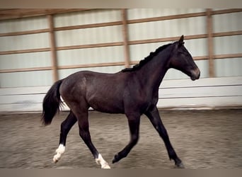 Westfale, Wallach, 1 Jahr, 168 cm, Schimmel