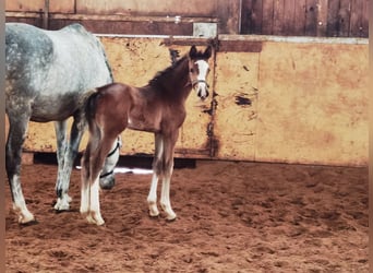 Westfale, Wallach, 1 Jahr, 170 cm, Brauner
