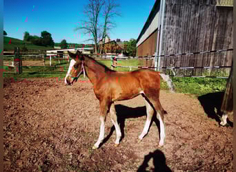 Westfale, Wallach, 1 Jahr, 170 cm, Brauner