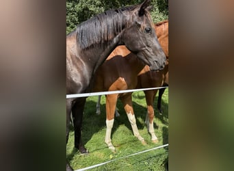 Westfale, Wallach, 1 Jahr