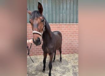 Westfale, Wallach, 1 Jahr, Dunkelbrauner