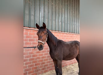 Westfale, Wallach, 1 Jahr, Dunkelbrauner