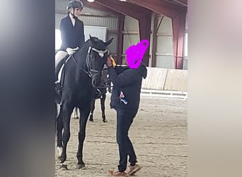 Westfale, Wallach, 20 Jahre, 176 cm, Rappe