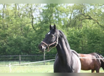 Westfale, Wallach, 21 Jahre, 167 cm, Dunkelbrauner