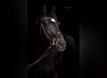 Westfale, Wallach, 21 Jahre, 167 cm, Dunkelbrauner