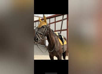 Westfale, Wallach, 21 Jahre, 169 cm, Schwarzbrauner