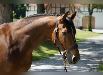 Westfale, Wallach, 22 Jahre, 171 cm, Brauner