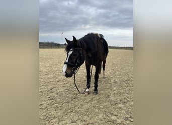 Westfale, Wallach, 23 Jahre, 164 cm, Brauner