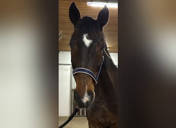 Westfale, Wallach, 23 Jahre, 172 cm, Brauner
