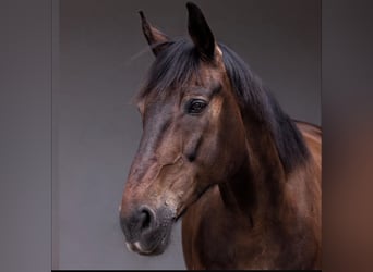 Westfale, Wallach, 23 Jahre, 179 cm, Schwarzbrauner