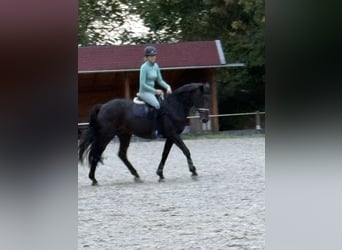 Westfale, Wallach, 24 Jahre, 168 cm, Dunkelbrauner