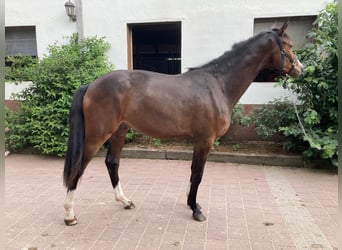 Westfale, Wallach, 2 Jahre, 161 cm, Dunkelbrauner