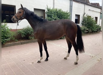 Westfale, Wallach, 2 Jahre, 161 cm, Dunkelbrauner