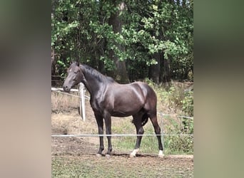 Westfale, Wallach, 2 Jahre, 162 cm, Schwarzbrauner