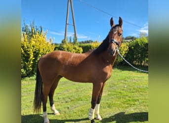Westfale, Wallach, 2 Jahre, 163 cm, Brauner