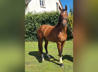 Westfale, Wallach, 2 Jahre, 163 cm, Brauner