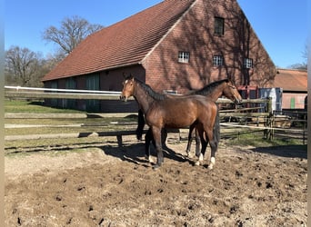 Westfale, Wallach, 2 Jahre, 163 cm, Brauner