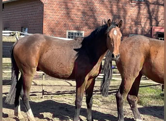 Westfale, Wallach, 2 Jahre, 163 cm, Brauner