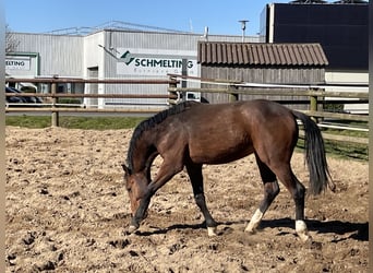 Westfale, Wallach, 2 Jahre, 163 cm, Brauner
