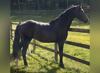 Westfale, Wallach, 2 Jahre, 163 cm, Dunkelbrauner