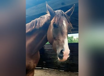 Westfale, Wallach, 2 Jahre, 164 cm, Dunkelfuchs