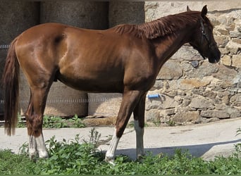 Westfale, Wallach, 2 Jahre, 164 cm, Dunkelfuchs