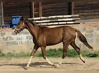 Westfale, Wallach, 2 Jahre, 164 cm, Dunkelfuchs