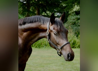 Westfale, Wallach, 2 Jahre, 165 cm, Brauner
