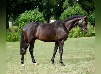 Westfale, Wallach, 2 Jahre, 165 cm, Brauner