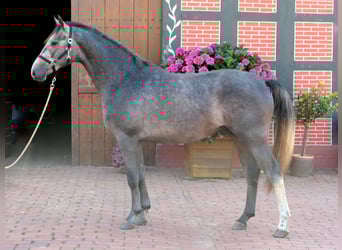 Westfale, Wallach, 2 Jahre, 166 cm, Schimmel