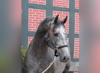 Westfale, Wallach, 2 Jahre, 166 cm, Schimmel