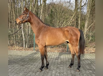 Westfale, Wallach, 2 Jahre, 167 cm, Brauner