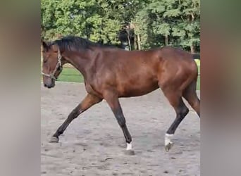 Westfale, Wallach, 2 Jahre, 167 cm, Dunkelbrauner
