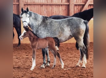 Westfale, Wallach, 2 Jahre, 167 cm, Schimmel