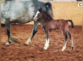 Westfale, Wallach, 2 Jahre, 167 cm, Schimmel