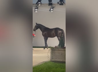 Westfale, Wallach, 2 Jahre, 168 cm, Schwarzbrauner