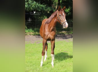Westfale, Wallach, 2 Jahre, 169 cm, Fuchs