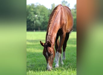 Westfale, Wallach, 2 Jahre, 169 cm, Fuchs